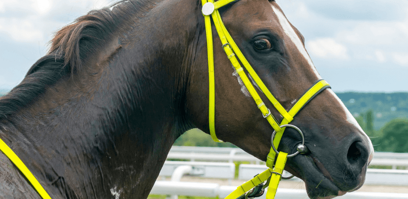 Cavalier d'endurance