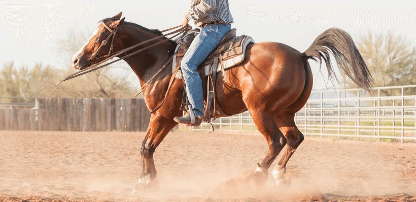 Cavalier de reining